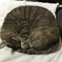 キジトラ母さん