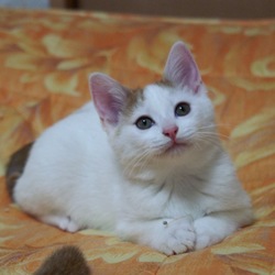猫の里親譲渡会