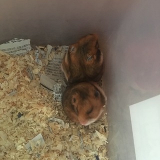 ゴールデンハムスターの里親さん募集