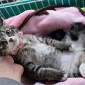 将来美人さんの子猫この葉ちゃん
