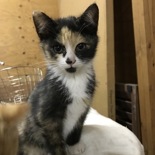 南阿蘇ねこ