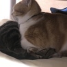 セルバが心地よすぎて踏みつけたまま就寝