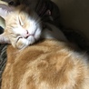 毛づくろいきもちいいいい
