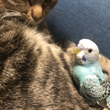 インコとも仲良し