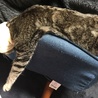 だらーん