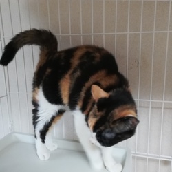 第３回HappyTabbyClinic猫の譲渡会 サムネイル3