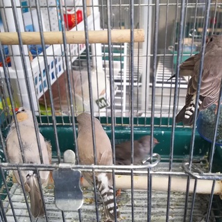 里親様決まりました。皆様に感謝です。