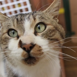 大崎市で保護しました。成猫のジミー君です。