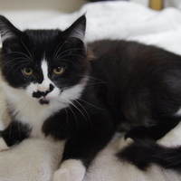 ふわはちちゃん