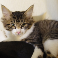 ふわきじちゃん