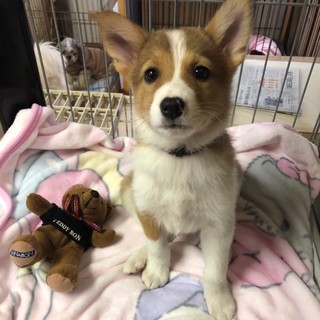 おとなしめなミライ君２ヶ月