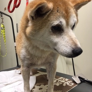 おっとり穏やかなホワイトとゆっくりした時間を