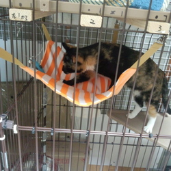 猫用ケージ歯みがき？玩具設置3アメブロから引越終