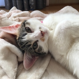 ♪まん丸甘えん坊のめいちゃん♪