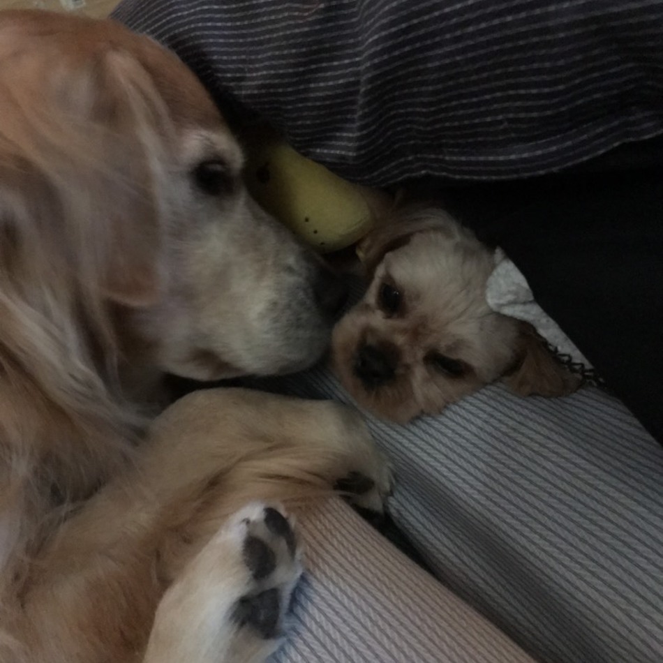 ララのカバー写真