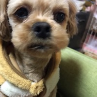 ルル