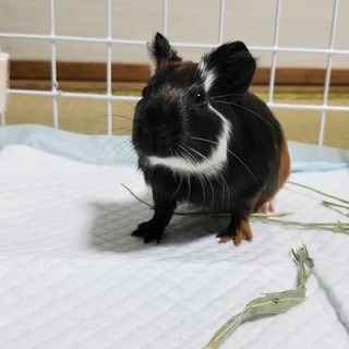 モルモットの赤ちゃん里親募集中