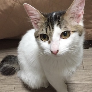 募集一時停止中おひざの上が好きなくるみちゃん
