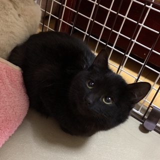 【お話中】丸くて可愛い黒猫5ヶ月♂