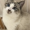 ブルーの瞳が綺麗なシャム風MIX美猫ちゃん