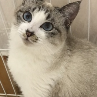 ブルーの瞳が綺麗なシャム風MIX美猫ちゃん