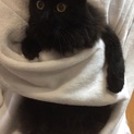 ゴージャス！黒猫中毛♀人慣れ猫なれOKのノアちゃん