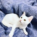元気印の子猫くん☆（生後２～３ヵ月）