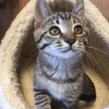 初心者OK！天真爛漫かわいいキジトラ去勢済子猫