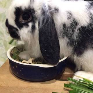 大切にしてくれるウサギの里親さん探しています。