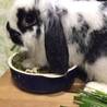大切にしてくれるウサギの里親さん探しています。 サムネイル1