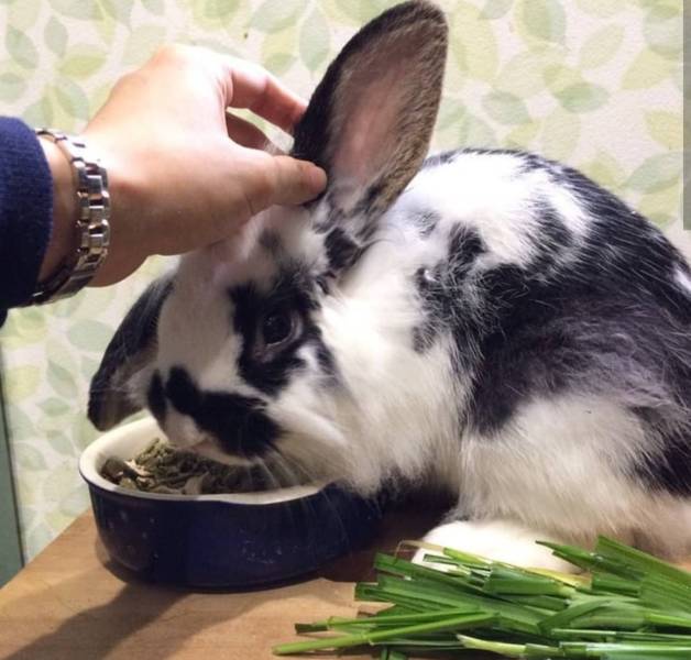 大切にしてくれるウサギの里親さん探しています。 サムネイル2