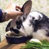 大切にしてくれるウサギの里親さん探しています。 サムネイル2