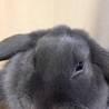 大切にしてくれるウサギの里親さん探しています。 サムネイル5