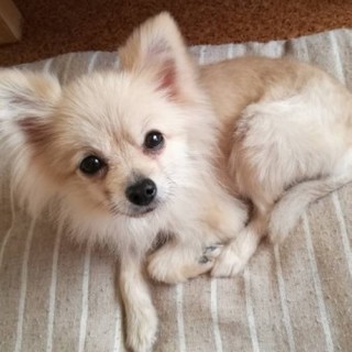ポメラニアンの春日ちゃん
