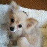 ポメラニアンの春日ちゃん サムネイル3
