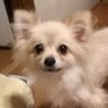 ポメラニアンの春日ちゃん サムネイル4