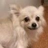 ポメラニアンの春日ちゃん サムネイル5