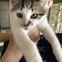 アンジェリカ（風ふう）