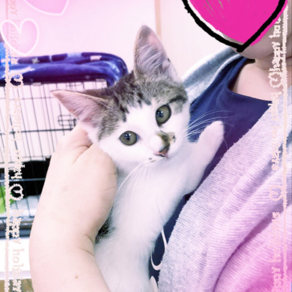 アンジェリカ（風ふう）のカバー写真