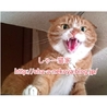 シャーねこ家(保護活動者)