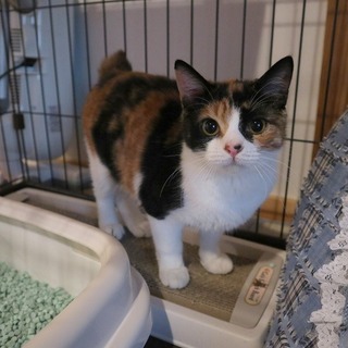 ボンボン尻尾の スタンダード系三毛さんです