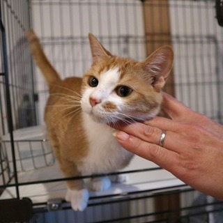 とても人懐っこい甘えん坊の茶白ちゃんです