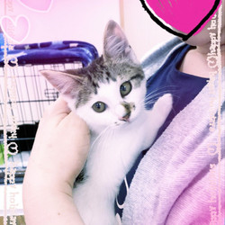 正式譲渡♥アンジェリカ（風）