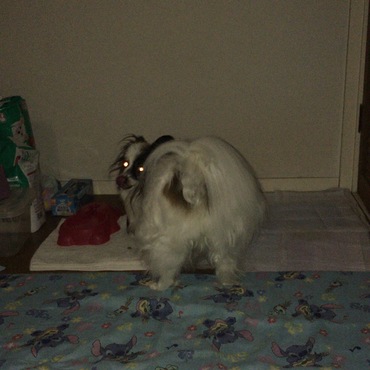 の写真