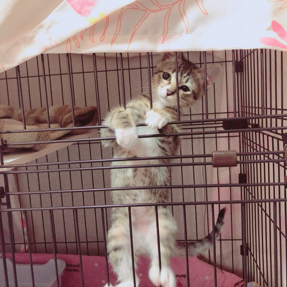 コニャ（こむぎ）のカバー写真