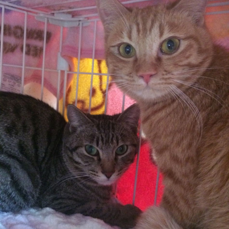 ウォル（銀）のカバー写真