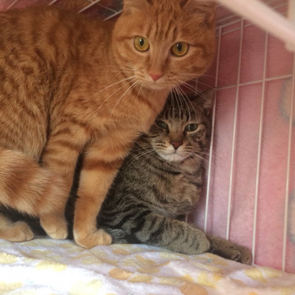 ティナ（金）のカバー写真