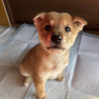 里親決定しました。