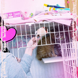 正式譲渡♥ウォル（銀）