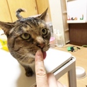 そっと寄り添ってくれるにゃんこです♪